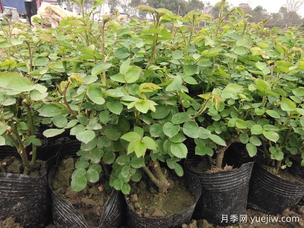 扦插月季发芽要掐掉吗?(图1) 扦插月季发芽要掐掉吗?(图1)