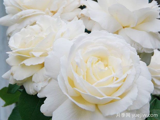 名贵月季品种推荐,勤花的欧月品种(图2) 名贵月季品种推荐,勤花的欧月品种(图2)