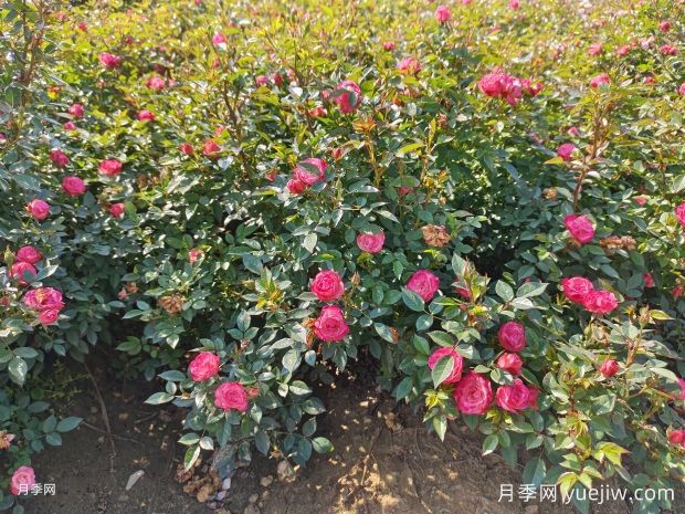 怎样才能让月季开更多的花吗?花芽分化后怎么施肥?(图1) 怎样才能让月季开更多的花吗?花芽分化后怎么施肥?(图1)