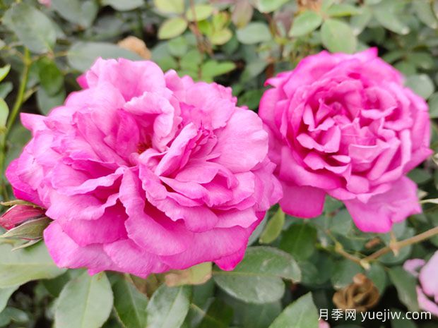 月季的分类科普，帮您了解月季(图1)