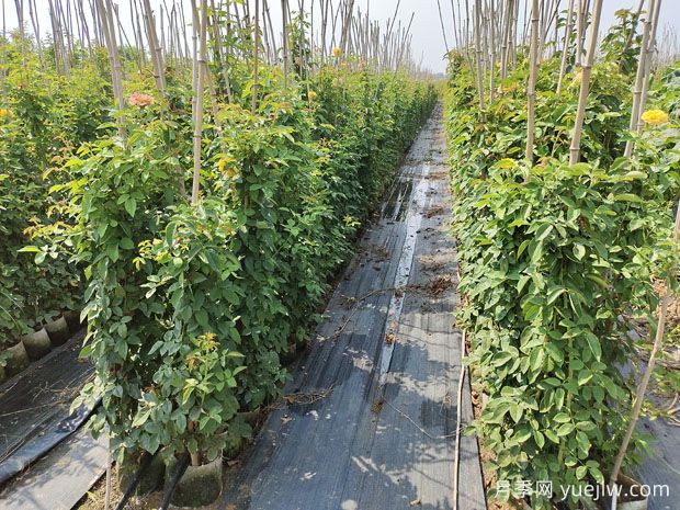 月季小苗一般养多久能开花？(图1)