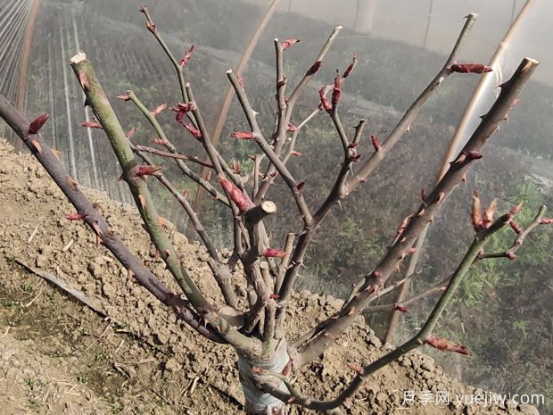 树状月季春季花后修剪攻略,复花靠剪(图2) 树状月季春季花后修剪攻略,复花靠剪(图2)