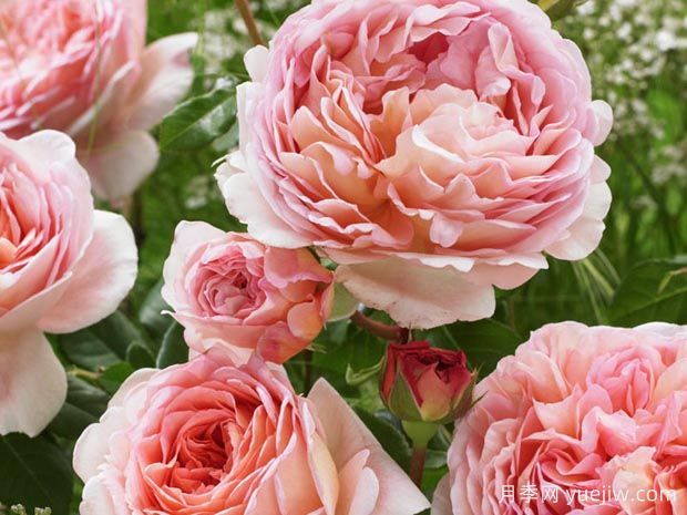 强烈推荐的这6款月季，颜值都巨高，喜欢月季的千万不要错过(图4)