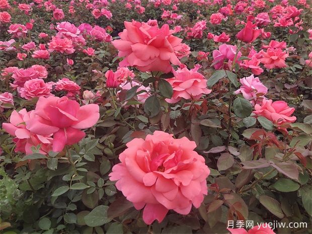 月季常见肥料及施肥全攻略(图3) 月季常见肥料及施肥全攻略(图3)