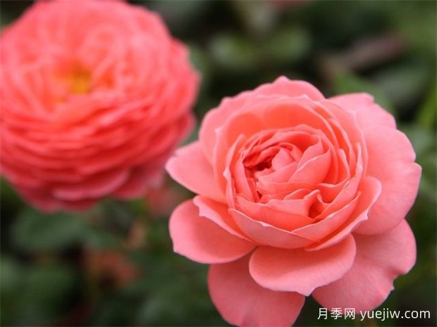 深扒月季间的亲戚关系是怎样的?(图3) 深扒月季间的亲戚关系是怎样的?(图3)