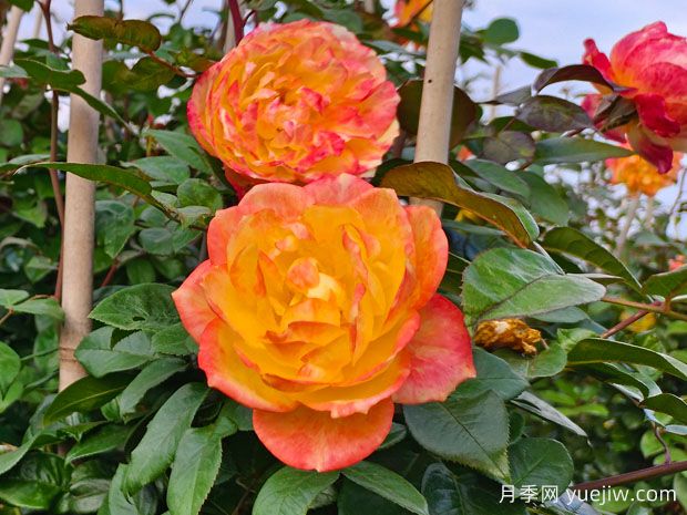 月季叶片有学问，缺肥、缺素还是肥伤，你能分清吗？(图1)