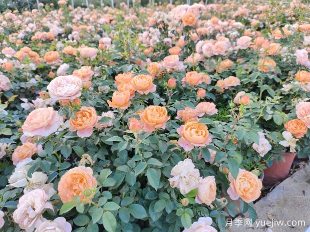 建个月季小花园,种盆栽月季,品茶赏花(图3) 建个月季小花园,种盆栽月季,品茶赏花(图3)