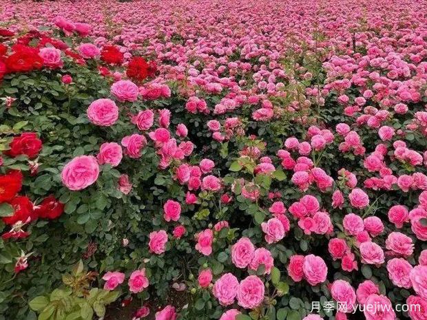 园林景观微地形处理必知的三个原则(图1) 园林景观微地形处理必知的三个原则(图1)