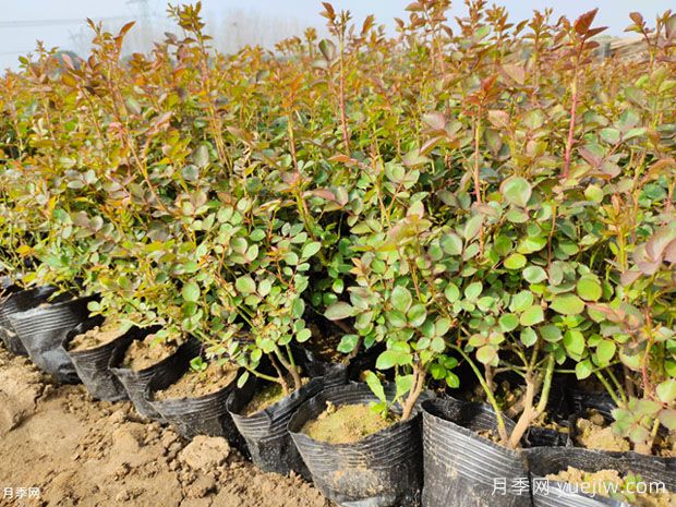 乔木、灌木、藤本植物养护技术规范(图2)