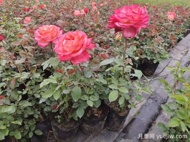 月季春季管理(图1) 月季春季管理(图1)