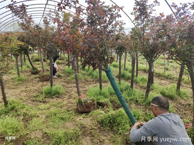 6公分米冠树状月季销往河北(图3)