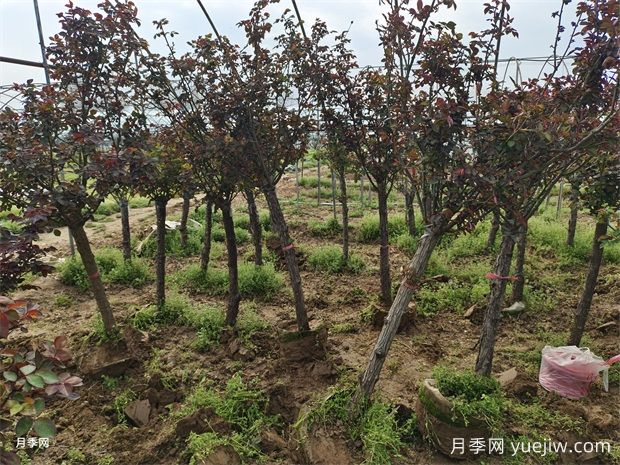 六公分树状月季精品大冠幅批发基地(图2)