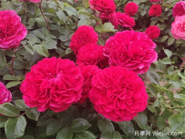 月季、玫瑰、蔷薇有何区别?(图1) 月季、玫瑰、蔷薇有何区别?(图1)