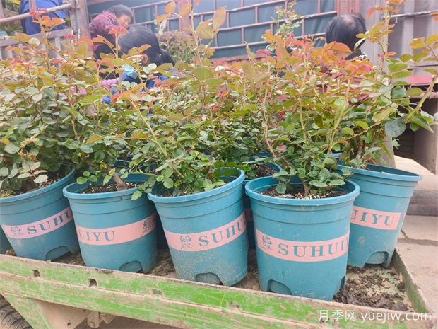 欧月加仑盆栽月季用于景区公园市场景观批发(图1) 欧月加仑盆栽月季用于景区公园市场景观批发(图1)