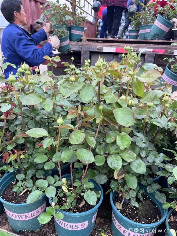 欧月加仑盆栽月季用于景区公园市场景观批发(图3) 欧月加仑盆栽月季用于景区公园市场景观批发(图3)