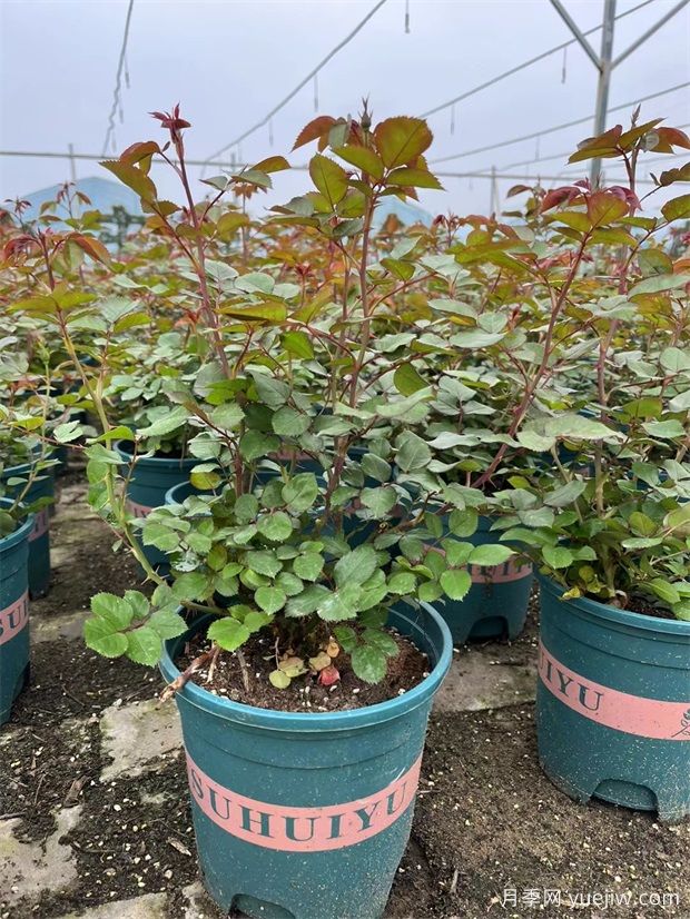 欧月加仑盆栽月季用于景区公园市场景观批发(图4) 欧月加仑盆栽月季用于景区公园市场景观批发(图4)