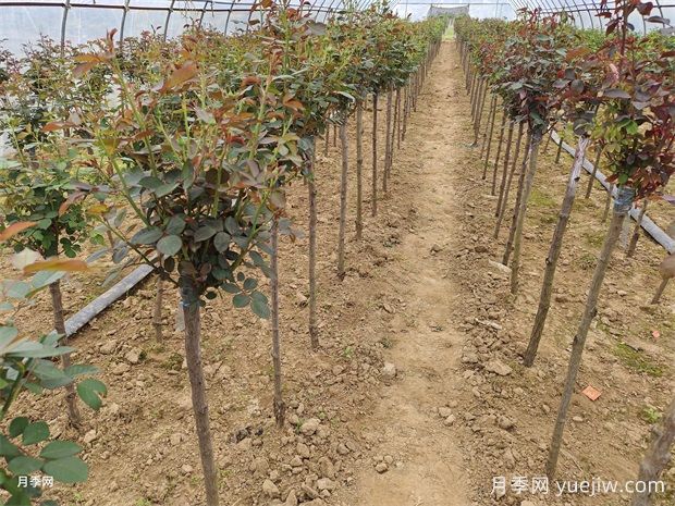 3公分蔷薇杆砧木树状月季批发(图1)