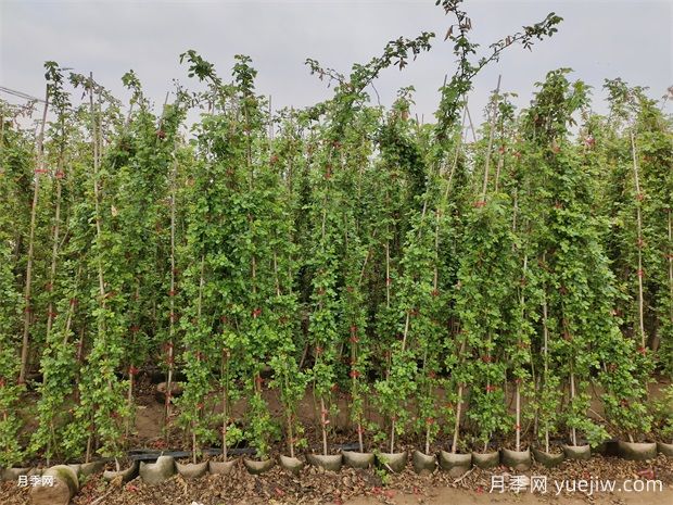 2米高爬藤月季安吉拉基地批发价格(图2) 2米高爬藤月季安吉拉基地批发价格(图2)