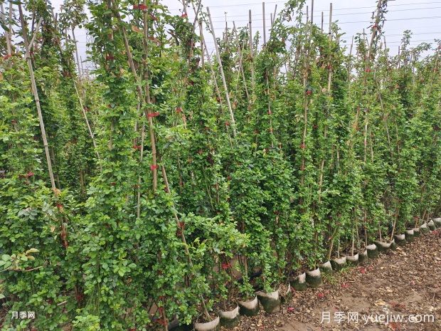 2米高爬藤月季安吉拉基地批发价格(图3) 2米高爬藤月季安吉拉基地批发价格(图3)