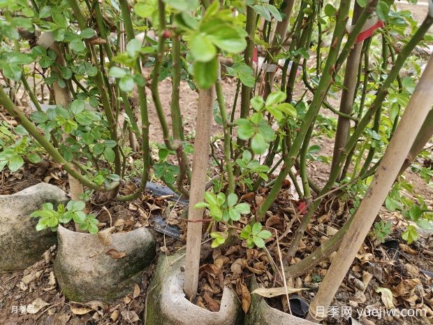 2米高爬藤月季安吉拉基地批发价格(图4) 2米高爬藤月季安吉拉基地批发价格(图4)