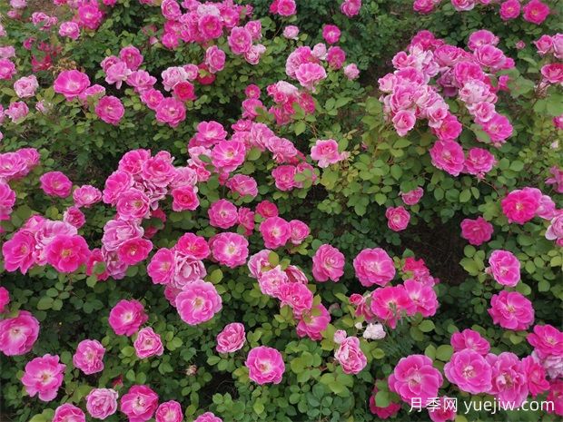 丰花月季和切花月季有什么区别? (图1) 丰花月季和切花月季有什么区别? (图1)