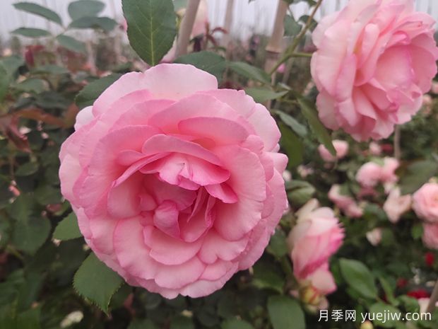 8款最值得种的爬藤月季花，每一种都无法自拔(图1)