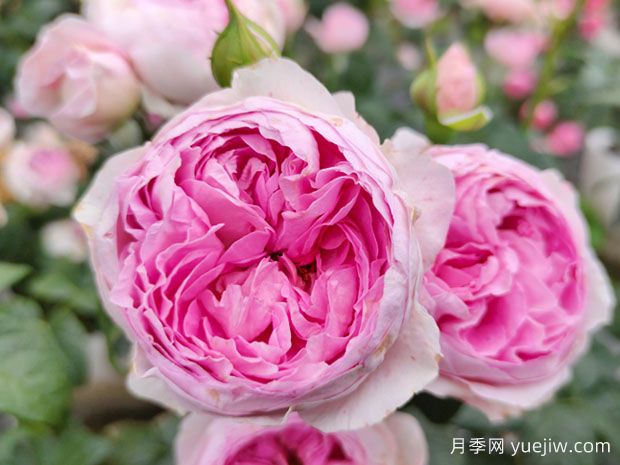 适合二广福建的耐高温月季品种(图4)