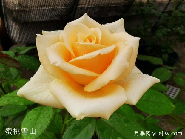 蜜桃雪山月季,黄色系月季经典品种(图1) 蜜桃雪山月季,黄色系月季经典品种(图1)