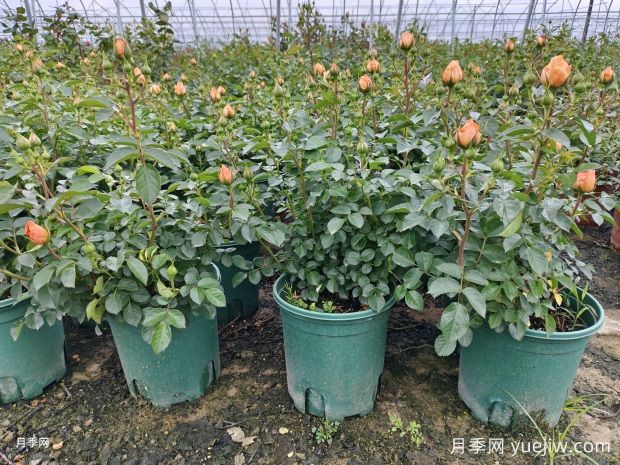 四月月季孕蕾期管理重点与注意事项(图1) 四月月季孕蕾期管理重点与注意事项(图1)