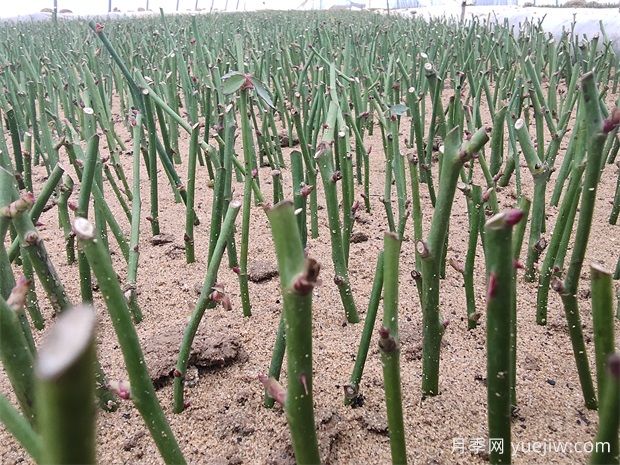 手把手教你扦插月季花，剪个枝条插土里就生根(图2)