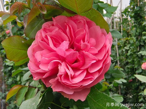 大游行、艾拉绒球、粉色达芬奇月季的比较(图2) 大游行、艾拉绒球、粉色达芬奇,藤本月季的比较(图2)