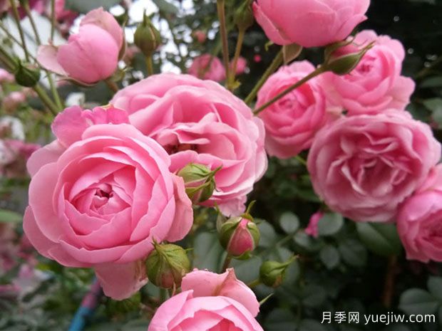 大游行、艾拉绒球、粉色达芬奇月季的比较(图3) 大游行、艾拉绒球、粉色达芬奇,藤本月季的比较(图3)