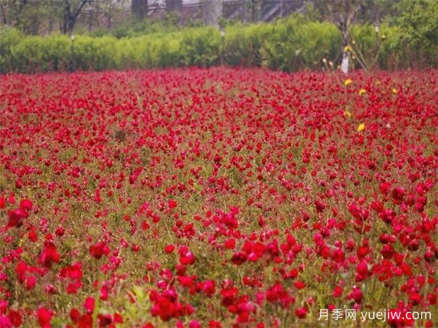 南充月季应用和月季景观(图1)