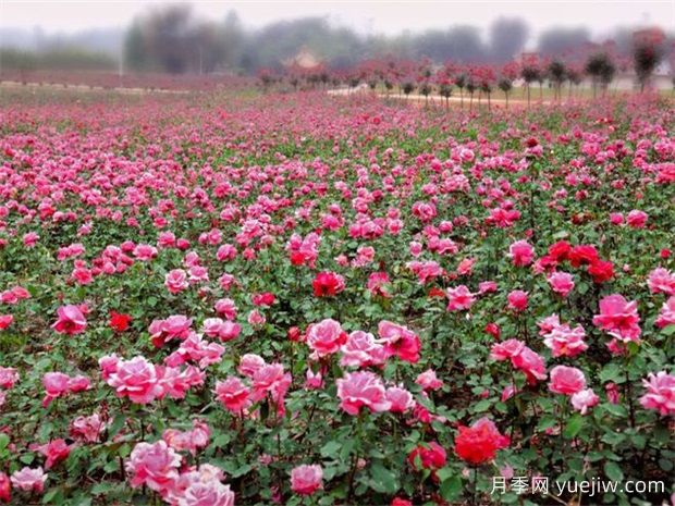 眉山月季应用和月季景观(图2)