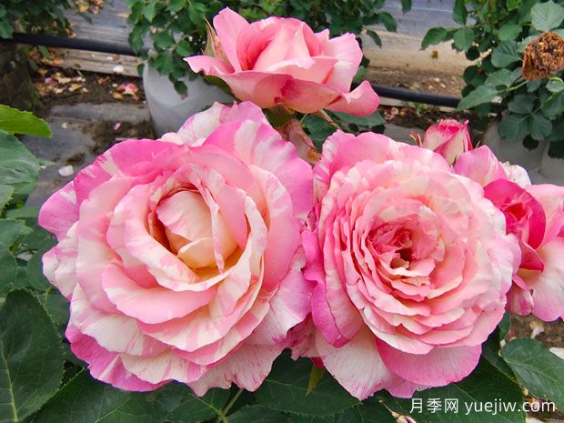 盆栽月季花期需要停肥吗(图1) 盆栽月季花期需要停肥吗(图1)