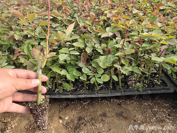 牙签月季移盆后多久服盆(图1)