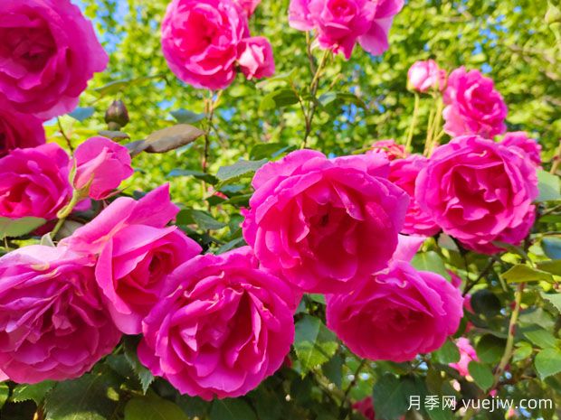 十大爬藤月季排名是什么?(图2) 十大爬藤月季排名是什么?(图2)