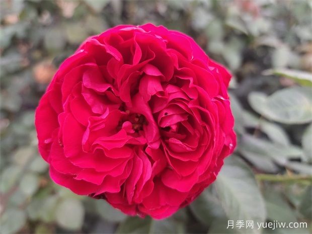 八款红色的月季品种推荐(图3) 八款红色的月季品种推荐(图3)
