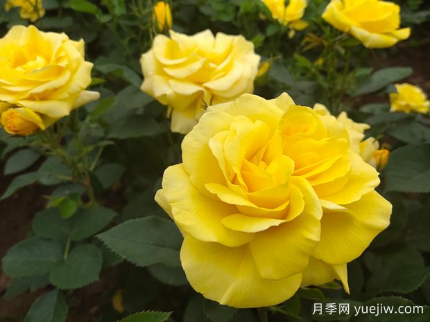 大花月季品种有哪些？(图2)