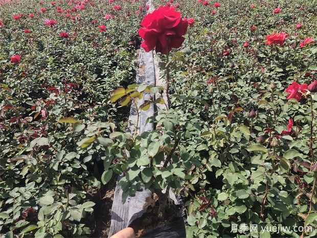 月季土壤里肥料多久会失效(图1) 月季土壤里肥料多久会失效(图1)