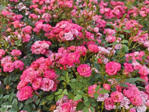 月季花幼叶卷曲畸形什么原因(图1) 月季花幼叶卷曲畸形什么原因(图1)