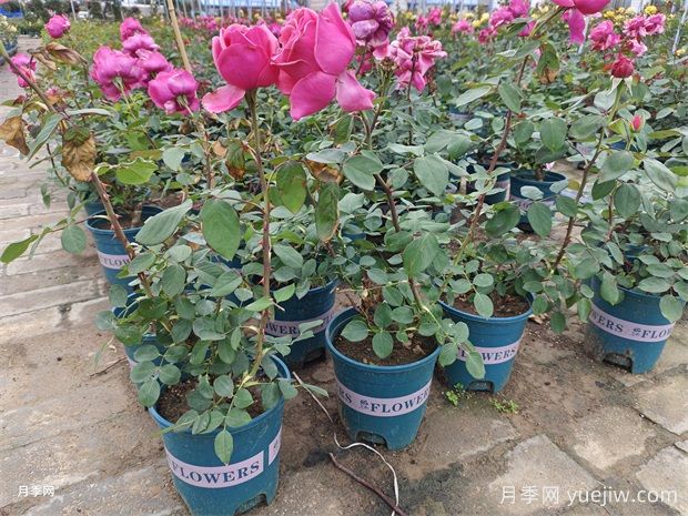 月季花什么原因会垂头(图1) 月季花什么原因会垂头(图1)