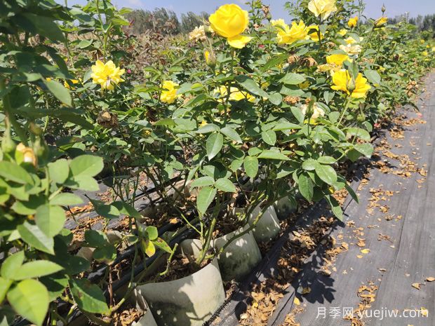 月季花的叶片发黑怎么回事(图1) 月季花的叶片发黑怎么回事(图1)