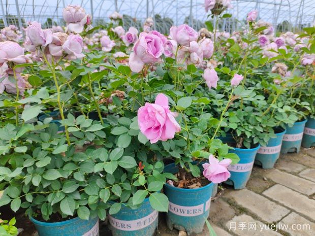 网购月季到货后的正确缓苗方法(图1) 网购月季到货后的正确缓苗方法(图1)