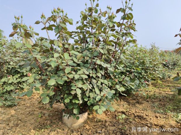 你不知道的月季爆根的核心秘密!(图1) 你不知道的月季爆根的核心秘密!(图1)