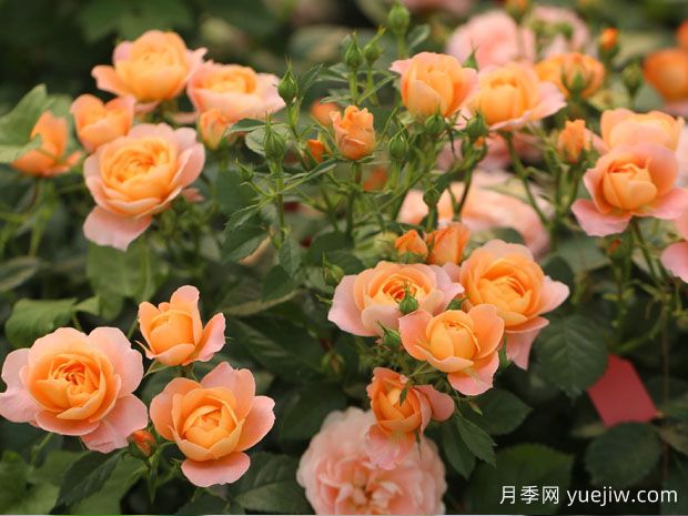 果汁阳台月季,适合新手种植,浓香花多花美(图2) 果汁阳台月季,适合新手种植,浓香花多花美(图2)