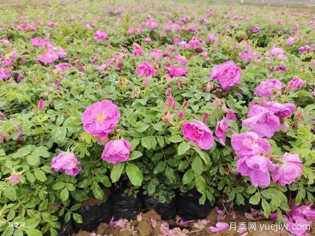 玫瑰花和月季花到底有何不同?(图1) 玫瑰花和月季花到底有何不同?(图1)