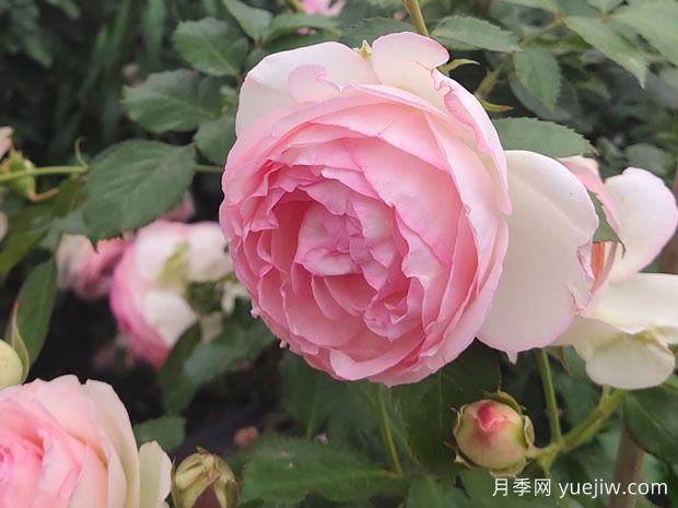 月季情怀:邂逅生命中的浪漫传奇(图1) 月季情怀:邂逅生命中的浪漫传奇(图1)