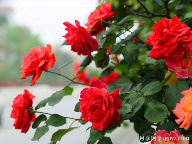 广安月季应用和月季景观(图1)