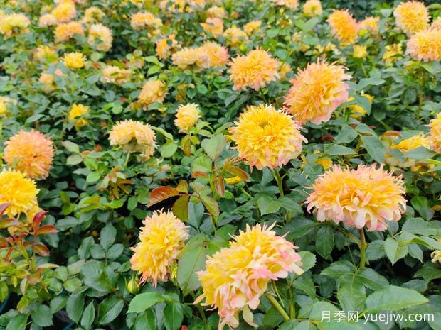 广安月季应用和月季景观(图2)